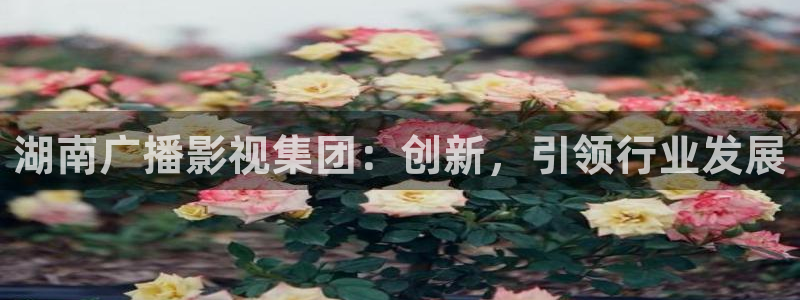 6029新视觉电视剧免费观看